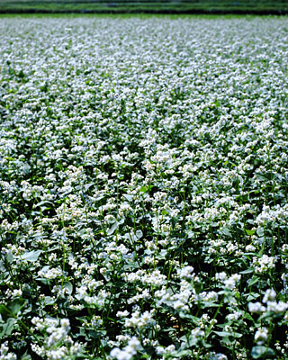 写真 白い花の咲く蕎麦畑